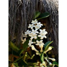 Serada Decor Plant Videolu Kokulu Sarmaşık Beyaz Yasemin Fidanı 1 Adet Saksılı / Tüplü 90-120 cm ( White Jasmine )