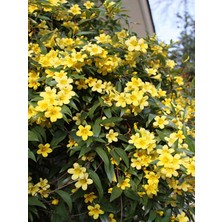 Bitkim Sende Videolu Sarı Yasemin Çiçeği Fıdanı 1 Adet 50-70 cm Saksılı Dış Mekan Bitkisi( Yellow Jasmine)