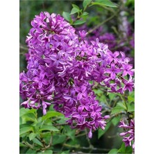 Bitkim Sende Videolu Mis Kokulu 3 Adet Leylak Çiçeği Saksılı 45-85 cm (Lilac Flower)