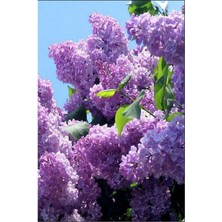 Bitkim Sende Videolu Mis Kokulu 3 Adet Leylak Çiçeği Saksılı 45-85 cm (Lilac Flower)