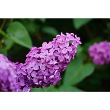 Bitkim Sende Videolu Mis Kokulu 3 Adet Leylak Çiçeği Saksılı 45-85 cm (Lilac Flower)