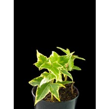Serada Decor Plant Videolu Mini Beyaz Alacalı Hedera Helix Sarmaşığı 15-25 cm Saksıda Dış Mekan Sarmaşık (Hedera Helix)