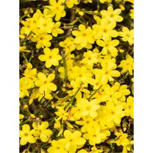 Bitkim Sende Videolu Çalı Sarı Yasemin Fidanı 1 Adet Saksılı / Tüplü 40-60 cm (Jasminum Nudiflorum )