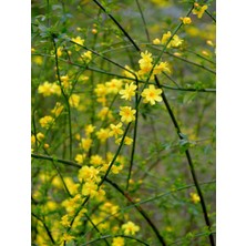 Bitkim Sende Videolu Çalı Sarı Yasemin Fidanı 1 Adet Saksılı / Tüplü 40-60 cm (Jasminum Nudiflorum )