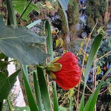 Morlalem Nar Çiçeği Rengi Güzelhatmi Çiçeği Fidanı, Abutilon Çin Çanı, Ağaç Küpesi, Yenilebilir Çiçek