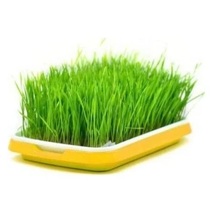 Köy Tohumları 250 gr Çim Tohumu Ithal 3lü Karışım Özel Çim Tohumu Organik Çim