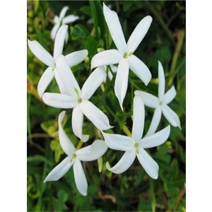 Bitkim Sende Videolu Mis Kokulu Beyaz Yasemin Fidanı Saksılı 20-40 cm ( White Jasminium Sapling)