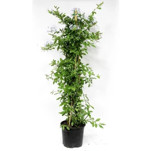Bitkim Sende Videolu Mavi Yasemin Çiçeği Sarmaşık 1 Adet 50-60 cm (Blue Jasmine)