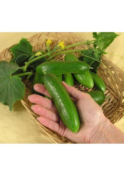 50 Adet Tohum Yerli Çengel Köy Salatalık Tohumlu Oranik Hıyar Tohumu Bahçe