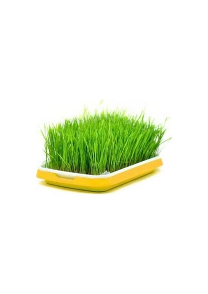 250 gr Çim Tohumu Ithal 3lü Karışım Özel Çim Tohumu Organik Çim