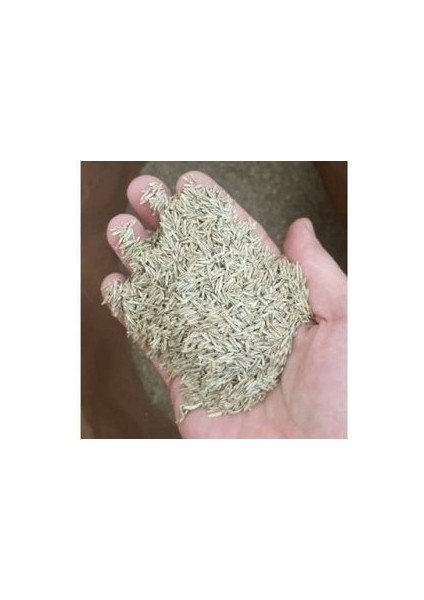 250 gr Çim Tohumu Ithal 3lü Karışım Özel Çim Tohumu Organik Çim fiyatları