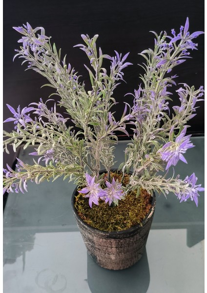 Rüzgar Yapay Çiçekçilik Seramik Saksıda Lavanta