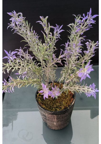 Rüzgar Yapay Çiçekçilik Seramik Saksıda Lavanta modelleri