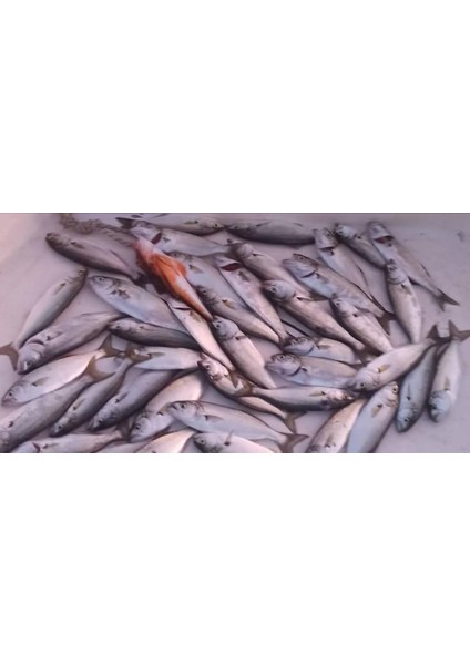 Sardine 20G - Yem Kaşık Rapala-Levrek,palamut,lüfer,çinekop,turna Için En Iyi Jig Yem