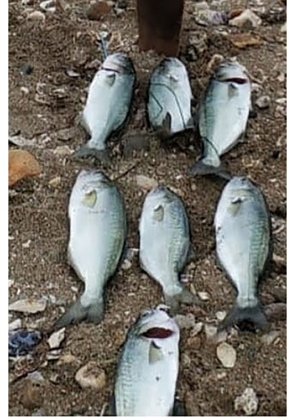 Sardin 60G - Sahte Yem Kaşık Rapala - Levrek, Palamut, Lüfer, Çinekop, Turna Için En Iyi Jig Yemi fırsatları