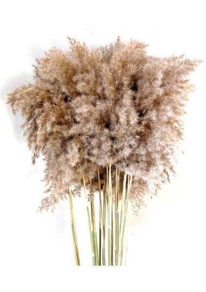 Doğal Gerçek Kurutulmuş Pampas Çim Buketi Kabarık Tüy Düğün Çiçeği (Yurt Dışından)