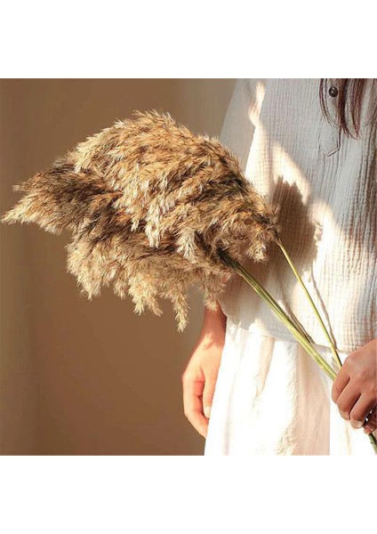 Doğal Gerçek Kurutulmuş Pampas Çim Buketi Kabarık Tüy Düğün Çiçeği (Yurt Dışından) fiyatları