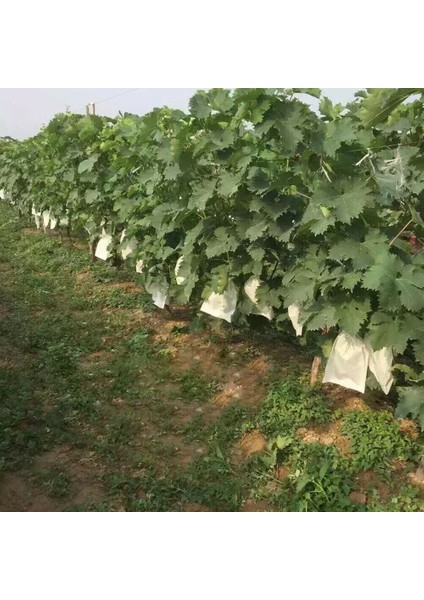 100PCS Bahçe Tesisi Meyve Örtüsü Net Örgü Çantayı Böceklere Karşı Koruyun (Yurt Dışından) indirimleri