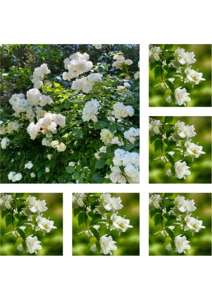 Videolu Hoş Kokulu Katmerli Full Yasemin Çiçeği Fidanı (350 65 Cm)5 Adet Tüplü Jasminum Sambac