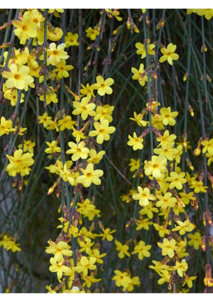 Videolu Çalı Yasemin Sarı Yasemin Fidanı (80-120 Cm) 1 Adet Tüplü Jasminum Nudiflorum