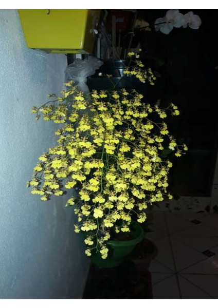 Videolu Çalı Yasemin Sarı Yasemin Fidanı (80-120 Cm) 1 Adet Tüplü Jasminum Nudiflorum fırsatları