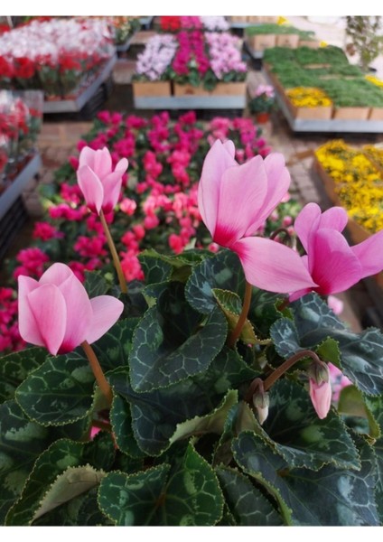 Saksılı ( Toz Pembe ) Sıklamen Çiçeği ( 15 Cmlik Saksıda - Boyu 30-40 Cm) Sıklamen Çiçeği fiyatları