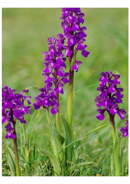 Organik Salep Fidesi 20 Adet