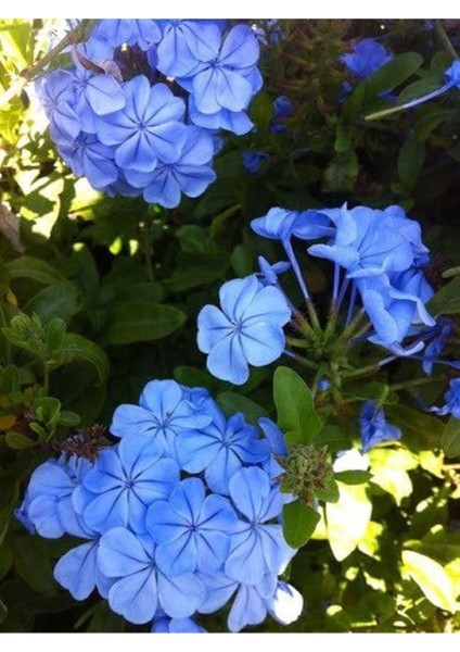 Videolu Kokulu Mavi Yasemin Fidesi 1 Adet Saksılı / Tüplü 40-60 cm (Plumbago Blue Jasmine)