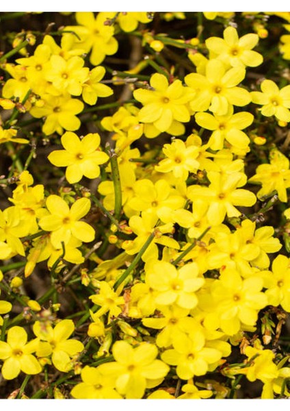 Videolu Sarı Yasemin Çiçeği Fıdanı 1 Adet 50-70 cm Saksılı Dış Mekan Bitkisi( Yellow Jasmine) fiyatları