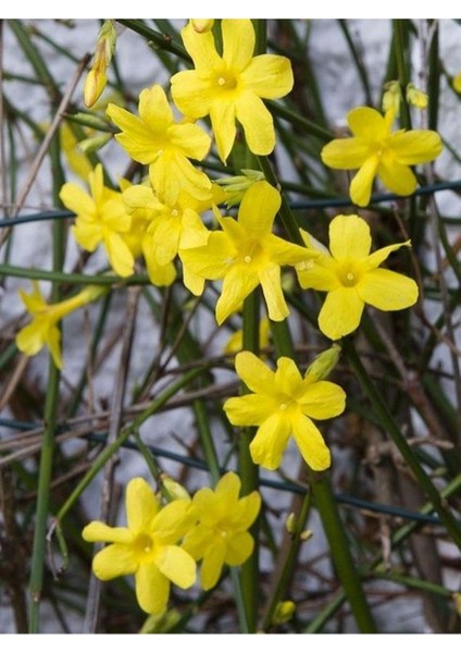 Videolu Sarı Yasemin Çiçeği Fıdanı 1 Adet 50-70 cm Saksılı Dış Mekan Bitkisi( Yellow Jasmine)