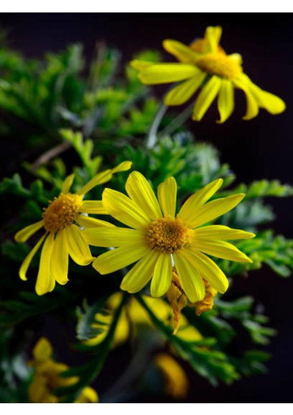 Videolu Sarı Çalı Papatya Europs Papatyası 1 Adet Saksılı / Tüplü 25-30 cm (Yellow Bush Daisy)