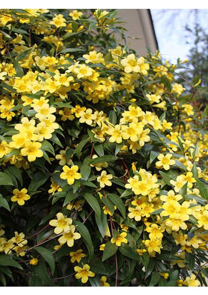 Videolu Kokulu Sarı Yasemin Fidanı 1 Adet Saksılı / Tüplü 100-120 cm (Yellow Jasmine Flower)