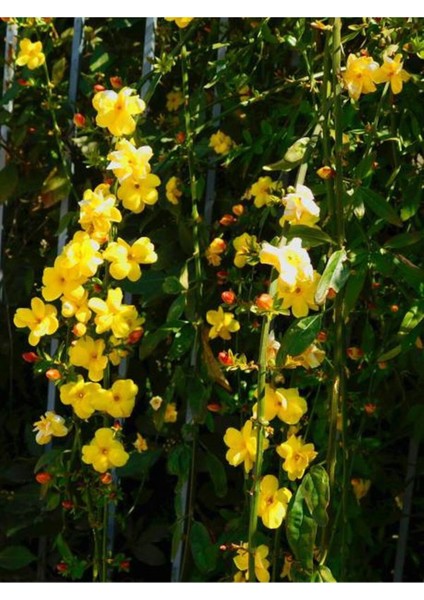 Videolu Kokulu Sarı Yasemin Fidanı 1 Adet Saksılı / Tüplü 100-120 cm (Yellow Jasmine Flower)