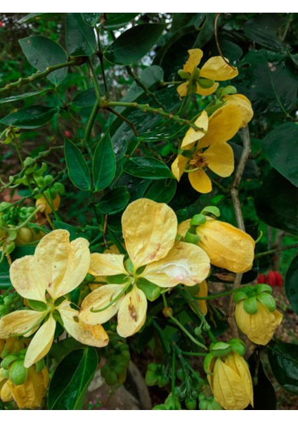 Videolu Kokulu Sarı Yasemin Fidanı 1 Adet Saksılı / Tüplü 100-120 cm (Yellow Jasmine Flower)