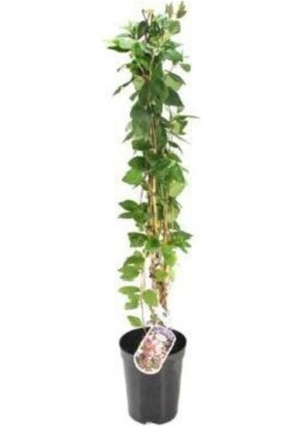 Videolu Kokulu Sarı Yasemin Fidanı 1 Adet Saksılı / Tüplü 100-120 cm (Yellow Jasmine Flower)