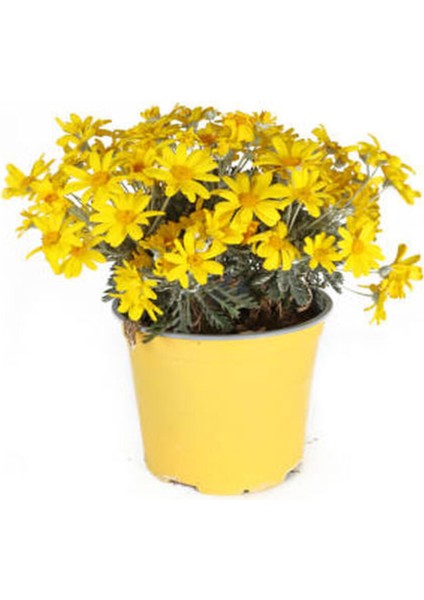 Videolu Sarı Çalı Papatyası 1 Adet Saksılı / Tüplü 20-45 cm Dış Mekan Bitkisi (Euryops Pectinatus)