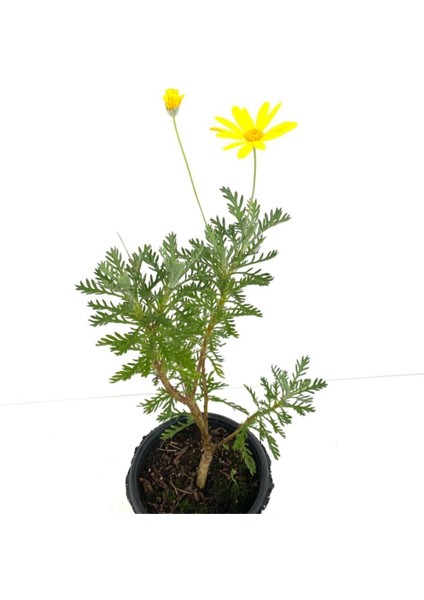 Videolu Sarı Çalı Papatyası 1 Adet Saksılı / Tüplü 20-45 cm Dış Mekan Bitkisi (Euryops Pectinatus)