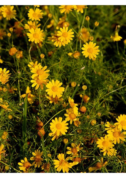 Videolu Sarı Çalı Papatyası 1 Adet Saksılı / Tüplü 20-45 cm Dış Mekan Bitkisi (Euryops Pectinatus)