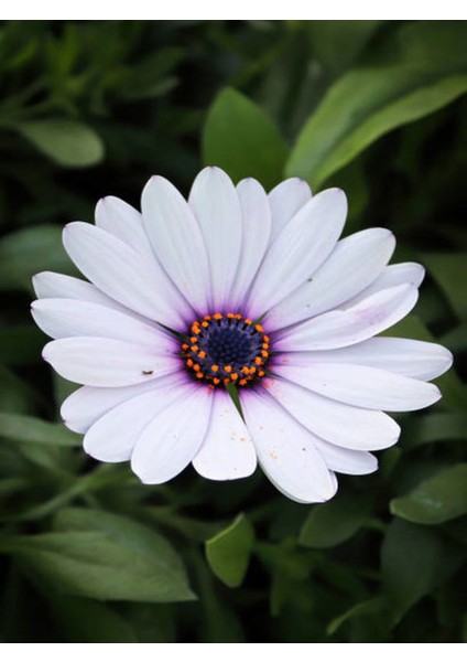 Videolu Beyaz Bodrum Papatyası Fidanı Beyaz 20-45 cm Saksılı / Tüplü Dış Mekan Sarmaşık White Daisy