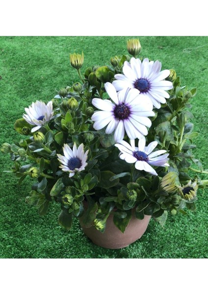 Videolu Beyaz Bodrum Papatyası Fidanı Beyaz 20-45 cm Saksılı / Tüplü Dış Mekan Sarmaşık White Daisy fırsatları