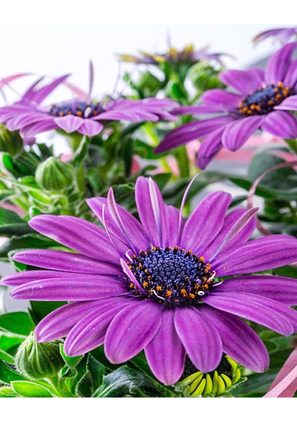 Videolu Mor Renk Bodrum Papatyası 1 Adet Saksılı / Tüplü 20-45 cm (Bodrum Daisy) Dış Mekan Bitkisi