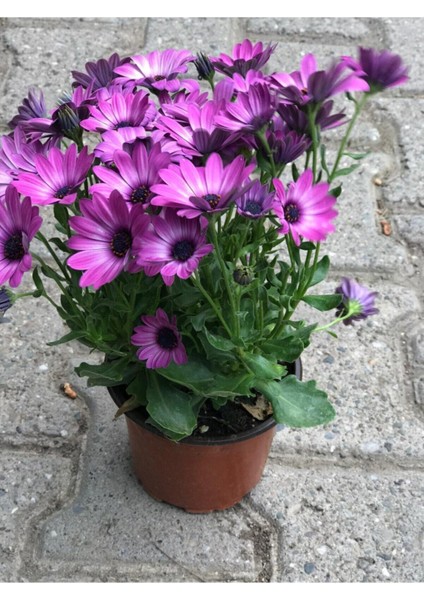 Videolu Mor Renk Bodrum Papatyası 1 Adet Saksılı / Tüplü 20-45 cm (Bodrum Daisy) Dış Mekan Bitkisi