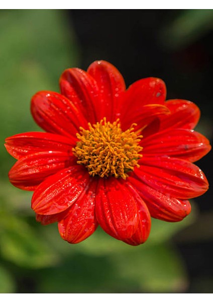 Videolu Kırmızı 1 Adet Çeşme Papatyası 30-45 cm Saksılı / Tüplü ( Red Çeşme Daisy)