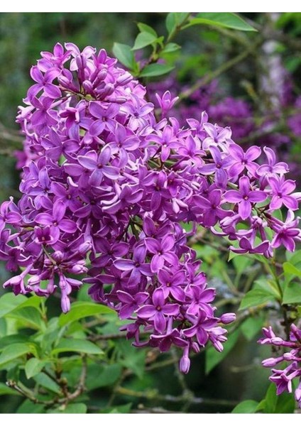 Videolu Mis Kokulu 3 Adet Leylak Çiçeği Saksılı 45-85 cm (Lilac Flower)