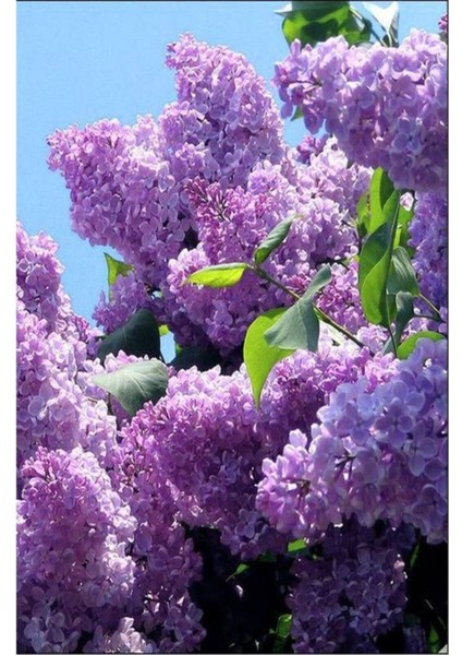 Videolu Mis Kokulu 3 Adet Leylak Çiçeği Saksılı 45-85 cm (Lilac Flower)