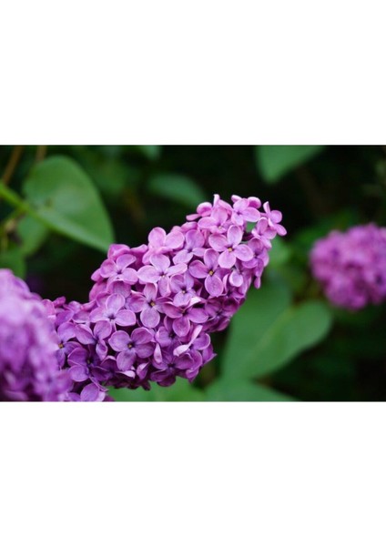 Videolu Mis Kokulu 3 Adet Leylak Çiçeği Saksılı 45-85 cm (Lilac Flower)