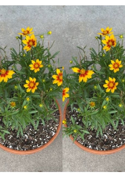 Videolu Sarı Çalı Papatyası 2 Adet Saksılı / Tüplü 20-40 cm Dış Mekan Bitkisi( Euryops Daisy)