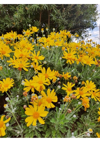 Videolu Sarı Çalı Papatyası 2 Adet Saksılı / Tüplü 20-40 cm Dış Mekan Bitkisi( Euryops Daisy)