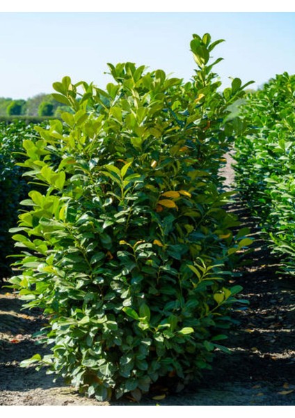 Videolu Şimşir Çalı 30-40 cm Saksılı / Tüplü Dış Mekan Bitkileri (Buxus Microphylla 'faulkner')