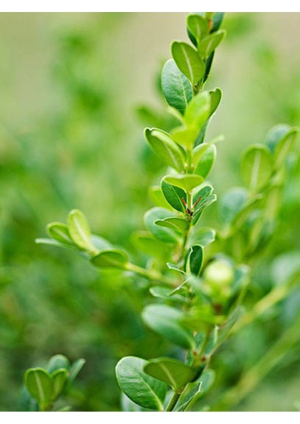 Videolu Şimşir Çalı 30-40 cm Saksılı / Tüplü Dış Mekan Bitkileri (Buxus Microphylla 'faulkner')